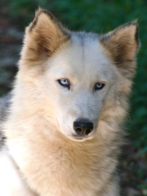 Donut, una splendida Husky Foto 2